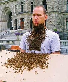  Making a human bee beard; photo by Dewey M. Caron
